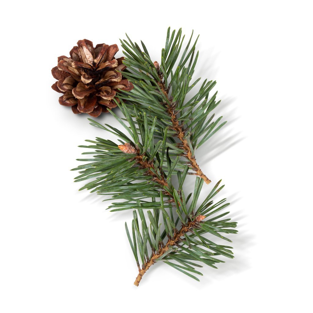 Evergreen Forest / Subscribe - 2-Pack (Save 10%)